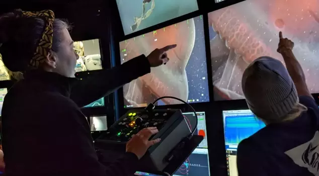 تم رصد الأخطبوط ذو الأذرع السبعة مرة أخرى بعد 40 عامًا.