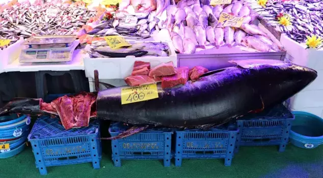 В Турции встречается редко, может продаваться только с особым разрешением! Целых 280 килограммов.