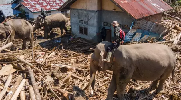 В Индонезии масштабы катастрофы растут, для очистки завалов используются слоны.