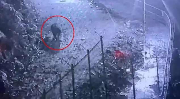 It became a nightmare for a province! The hunters who watched the footage sprang into action.