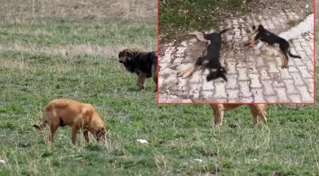 الادعاء الذي هز المدينة: 