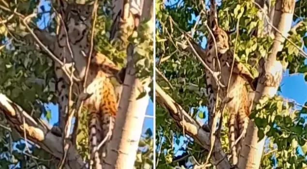 The penalty for killing is 45 million lira! The Anatolian leopard was spotted in our city.