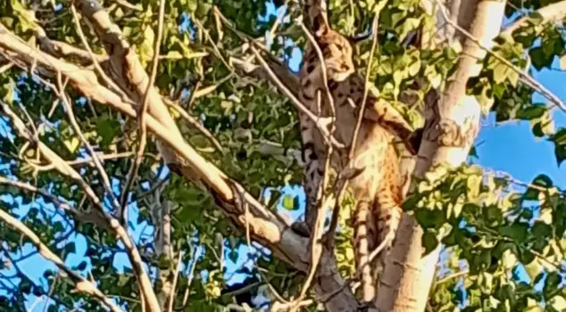 الشجرة لم تكن نمر الأناضول! الحقيقة ظهرت لاحقًا.