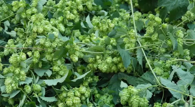 The Turkish farmer is throwing it away, while it is sold for 35,000 TL per kilogram in Europe.