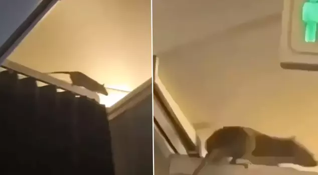 KLM flight mouse alarm: 250 passengers stranded in the Caribbean.