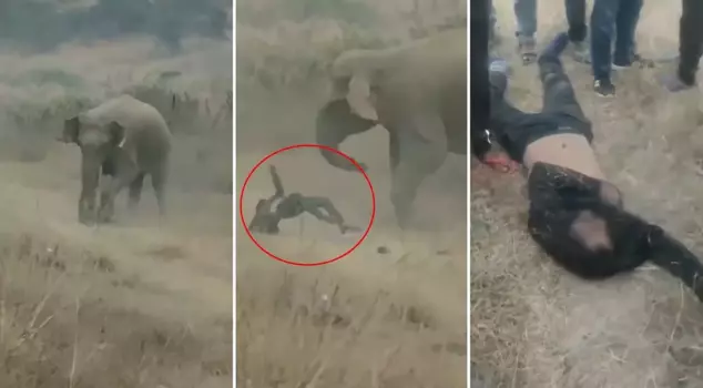 قَطِيعُ الفِيَلَةِ هَاجَمَ القُرَى! تُوُفِّيَ 4 أَشْخَاصٍ تَحْتَ الأَحْصِنَةِ، وَالْخَطَرُ لَمْ يَزُلْ بَعْدُ.