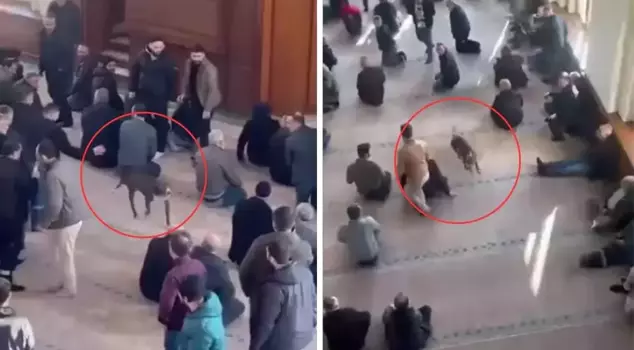 دخلت البيتبول فجأة إلى الداخل! تفاجأ المصلون في المسجد.