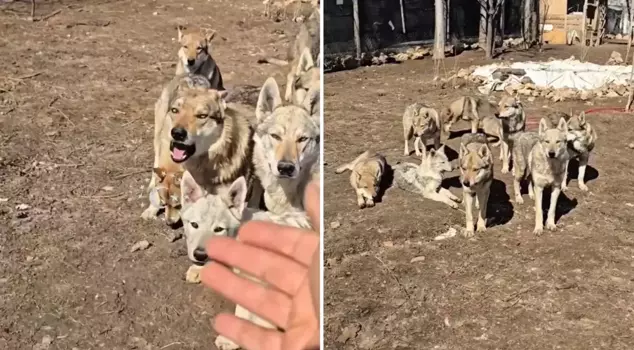 The footage is from Turkey! Those who watch the video can't believe what is happening.