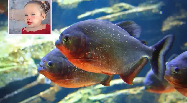 A 2-year-old girl in Brazil died in a piranha attack.