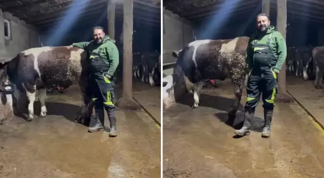 There is a reaction to the comparison made regarding the minimum wage in a video filmed with an animal.