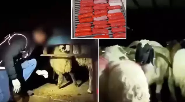 Дьявольский план! Они разместили килограммы наркотиков в брюшной полости животных.