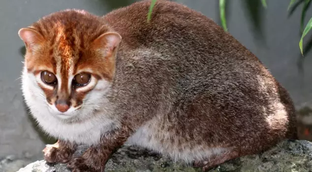 A cat species thought to be extinct has emerged after 30 years.