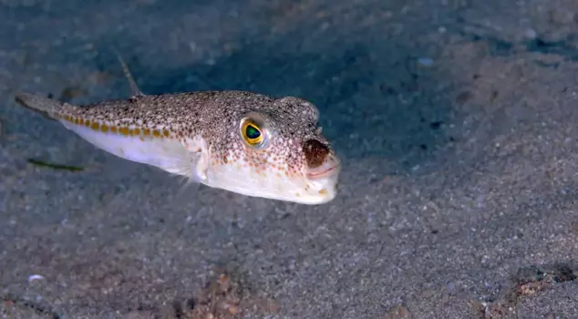 تم صيد هذا السمك، وحصلوا على دعم قدره 1,227,144 ليرة.