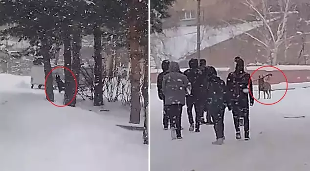 دخل كلب الذئب إلى ساحة المدرسة وهاجم الطلاب؛ 3 مصابين