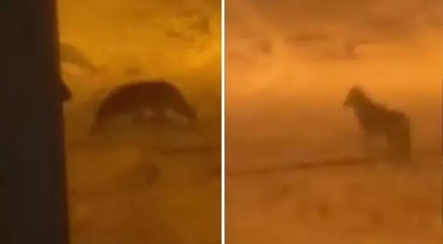 الذئب دخل إلى وسط المدينة! تلك اللحظات مسجلة بالكاميرات.