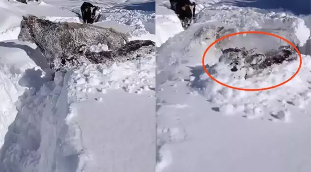 The struggle of cows with 1.5 meters of snow in Kastamonu.