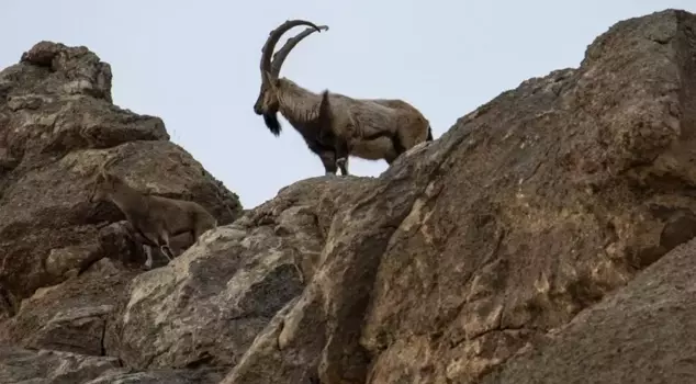 Three people hunting wild goats were fined 2 million 894 thousand TL.