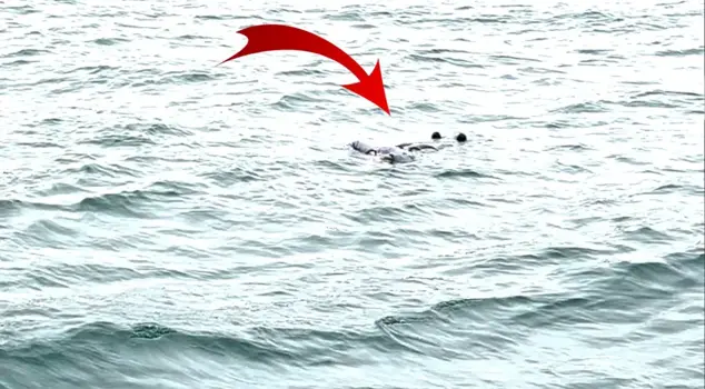 Chilling images from the Istanbul Strait.