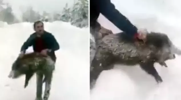 Он поймал дикого кабана, а потом отпустил его после того, как полюбил.