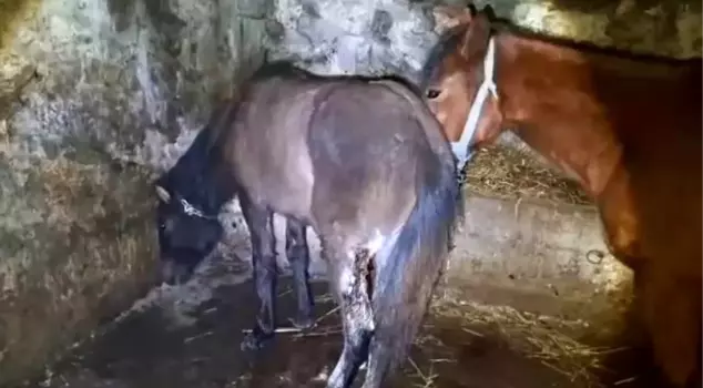 In Kars, 15 horses were struck on their legs.