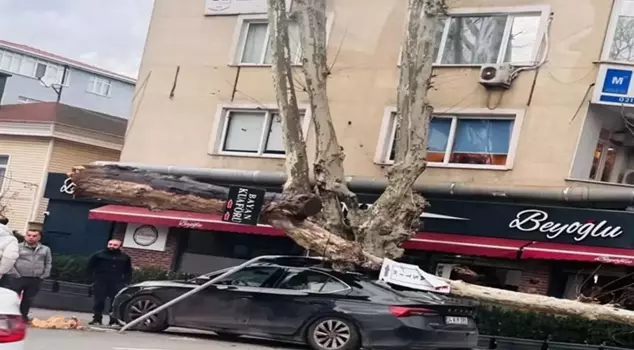 South wind horror in Sarıyer: A giant plane tree crushed a car, other vehicles narrowly escaped.