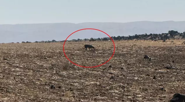 Turkey's hardest-to-see animal! This time it was spotted in Şırnak.