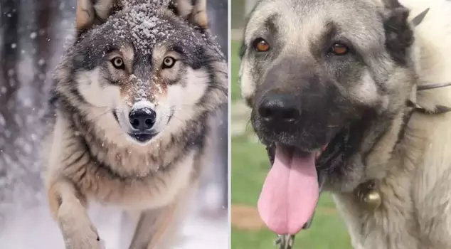 عاشقان محظوران من عدوين أبديين! تزاوج الذئب مع الكنجال، ونتج عن ذلك نوع غريب.