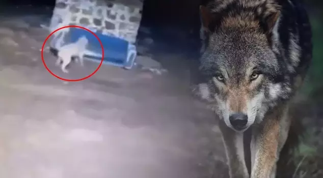 Изображение было сделано в полночь: действия Сивасского кангала, увидевшего волка, стали событием.