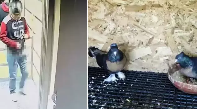 A high school student suspected of urinating in the elevator and stealing a bird was caught.