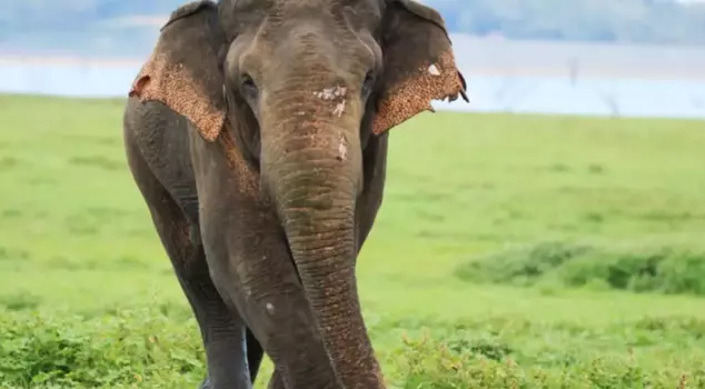 An alert has been issued for the elephant that killed 22 people in India, and artificial intelligence is also involved.