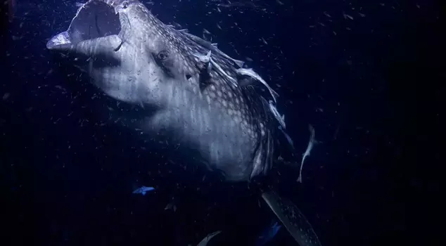 Самая большая морская змея в мире! Длина более 12 метров, питается акулами.