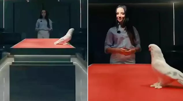 لم يصدق أذنه! تم بيع هذه الحمامة بسعر سيارتين كاملتين.