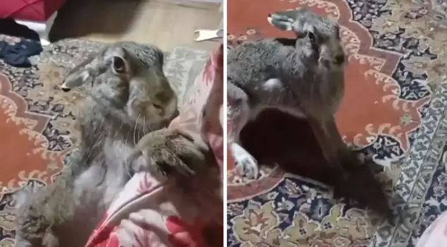 The ruthless man's actions towards the wild rabbit sparked a backlash.