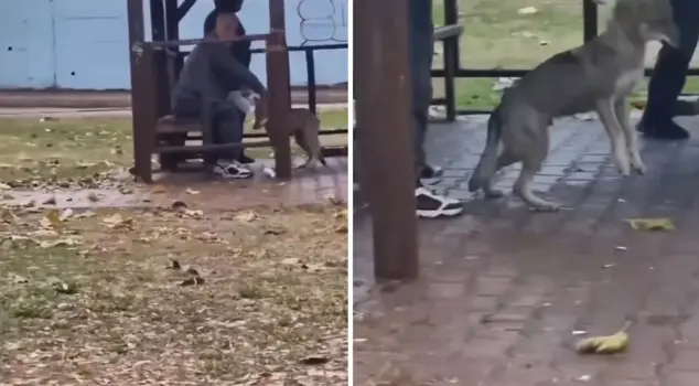 تم تسجيل مقطع الفيديو في أضنة وجعل الناس يقولون 