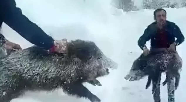 A citizen who catches a pig with his hands is punished.