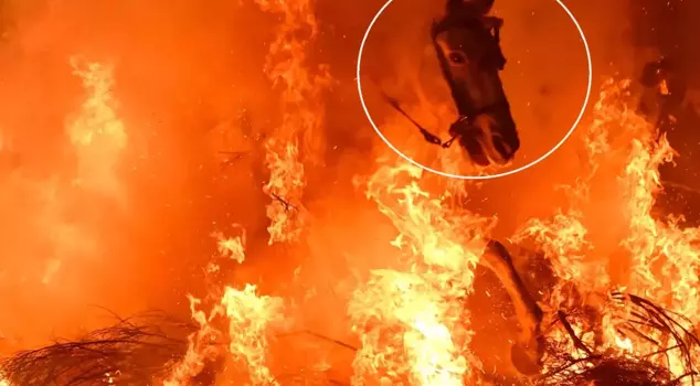 الفيلم ليس مشهداً بل حقيقة: مرت الخيول بين النيران هكذا.