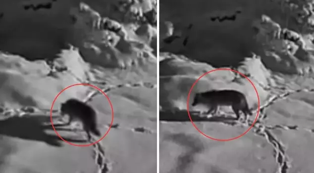 دخل الذئب الجائع إلى المزرعة