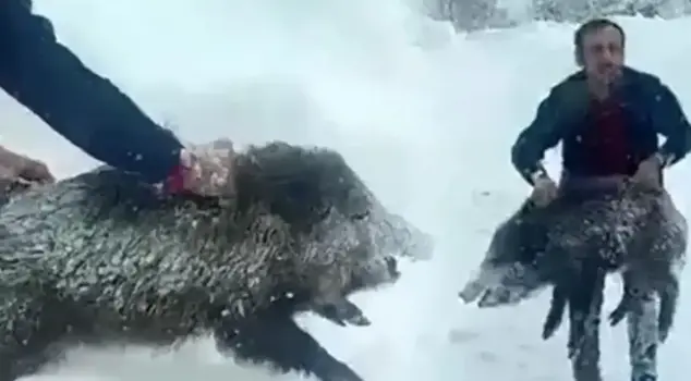 Гражданину, который поймал свинью и получил штраф, хорошая новость.