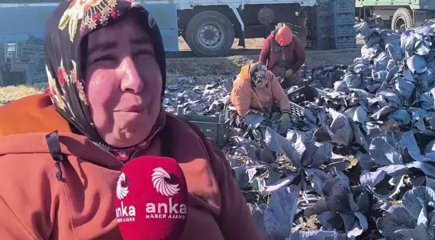 The words of the worker in the cabbage field broke hearts.