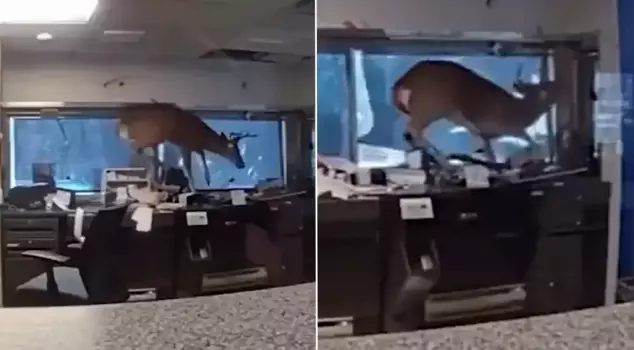 When the bank alarm went off, the police arrived and encountered an uninvited guest.