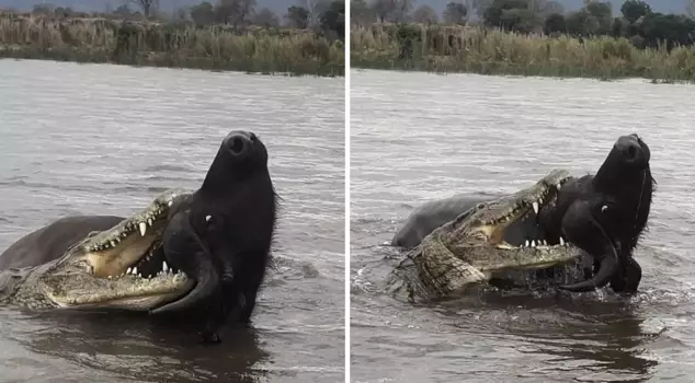 Breathtaking moments: The buffalo miraculously escaped the crocodile's attack.