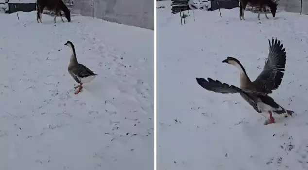 He paid 3,500 TL and got a goose, which ended in great disappointment.