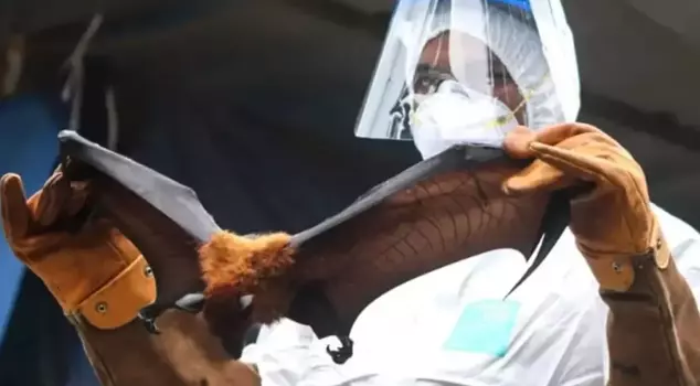 It is transmitted by bats, putting you into a coma within 24 hours! There are no symptoms.