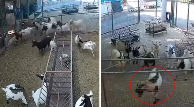 The farm owner couldn't believe what he saw while watching the camera footage.