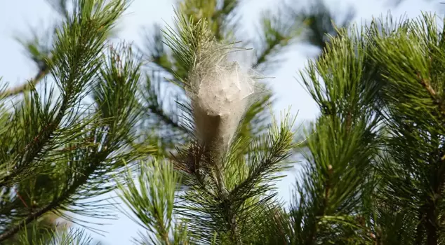 It surrounded all the forests in Samsun and caused allergies in those who came into contact with it.