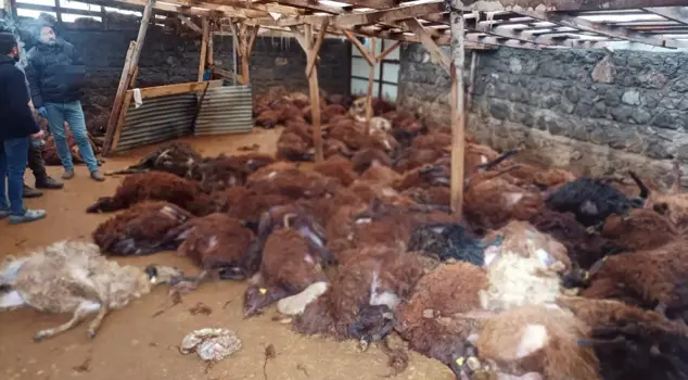 انهار المواطن أمام المنظر الذي رآه وهو متجه إلى الإسطبل في الصباح.