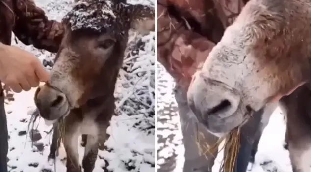 These images have made hearts ache! They left him to die with his mouth bound with wire.