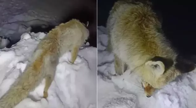 The legend that has been told for years has come true.