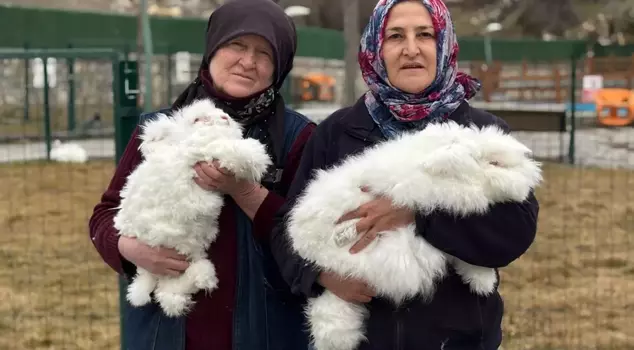 It became extinct three centuries ago! It is being cultivated again in its homeland.