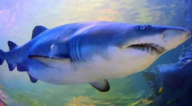 A 13-year-old boy was killed in a shark attack.